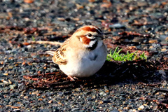 Chondestes grammacus