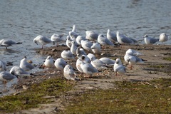 Chroicocephalus ridibundus