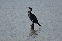 Phalacrocorax carbo