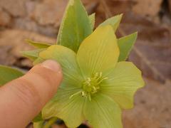 Helleborus odorus