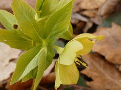 Helleborus odorus