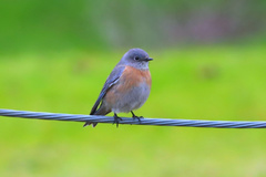 Sialia mexicana
