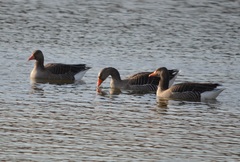 Anser anser