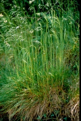 Festuca heterophylla