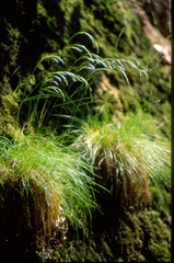 Festuca heterophylla