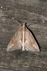 Pseudocoremia lupinata