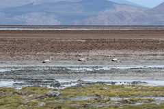 Phoenicoparrus andinus