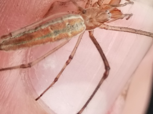 Tetragnatha shoshone