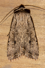 Ichneutica lignana