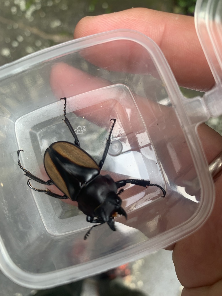 Neolucanus marginatus