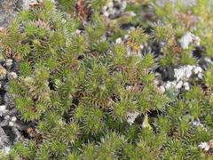 Selaginella hansenii