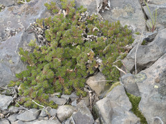 Selaginella hansenii