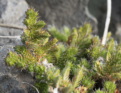 Selaginella hansenii