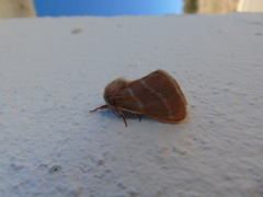 Hemileuca rubridorsa