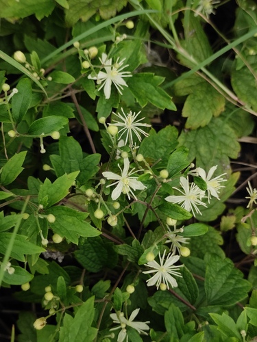 Clematis apiifolia iNat (2)