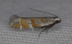 Battaristis vittella