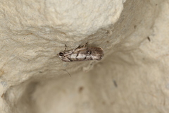 Lichenaula onychodes