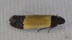Anacampsis coverdalella