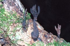 Xylaria castorea