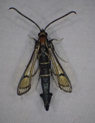 Synanthedon exitiosa