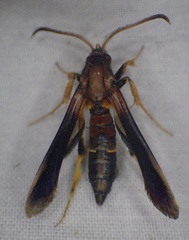 Podosesia aureocincta