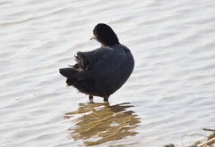 Fulica atra