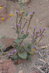 Phacelia calthifolia