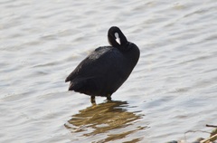 Fulica atra