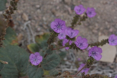 Phacelia calthifolia