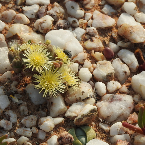 Mesembryanthemum lilliputanum