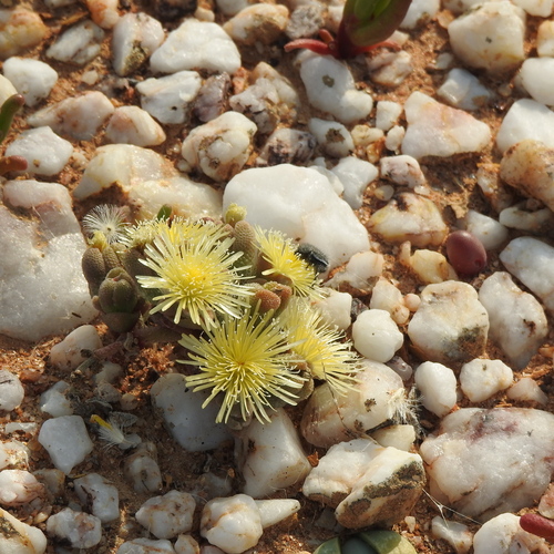 Mesembryanthemum lilliputanum