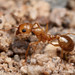 Ira la Rivers' Harvester Ant - Photo (c) D. L. Quinn, some rights reserved (CC BY-NC), uploaded by D. L. Quinn