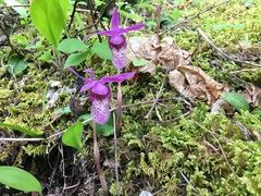 Calypso bulbosa