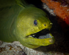 Green Moray photo 5