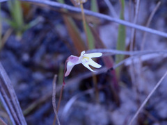Utricularia kamienskii