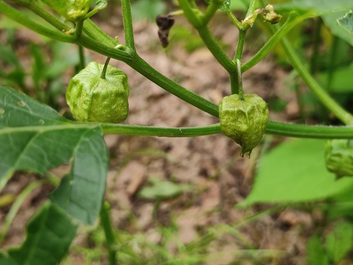 Physalis angulata iNat (3)