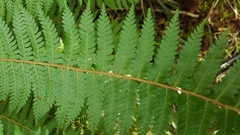 Cyathea colensoi