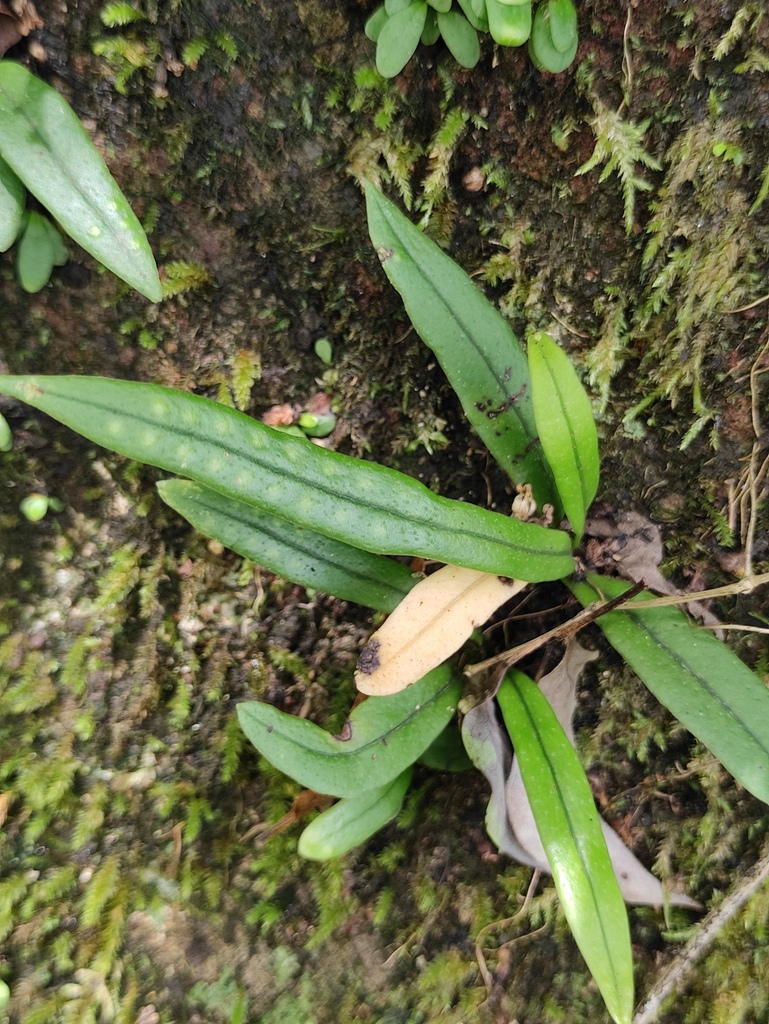 Weeping Fern from 中国浙江省舟山市普陀区 on August 28, 2023 at 11:52 AM by MP Zhou ...