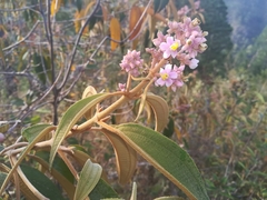 Miconia xalapensis