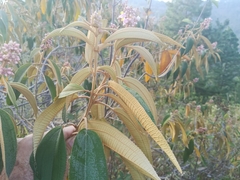Miconia xalapensis