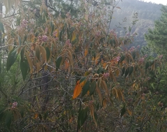 Miconia xalapensis