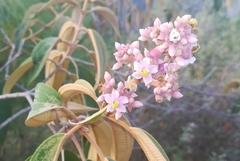 Miconia xalapensis