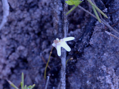 Utricularia kamienskii