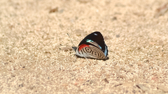 Diaethria clymena