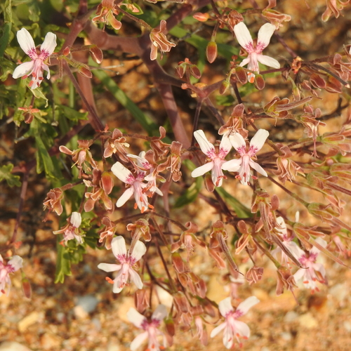 Image of Pelargonium crithmifolium by (c) Noeleen du Toit, some rights reserved (CC BY-SA)