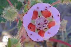 Balaustium