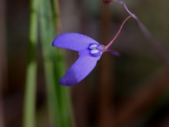 Utricularia leptoplectra