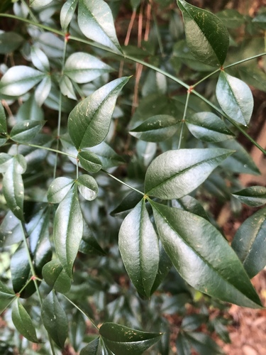 Nandina domestica image