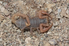 Smeringurus vachoni