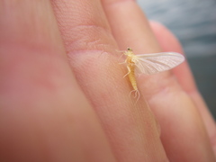 Ephemerella